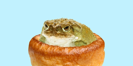 Тест: угадайте, съедобное или несъедобное