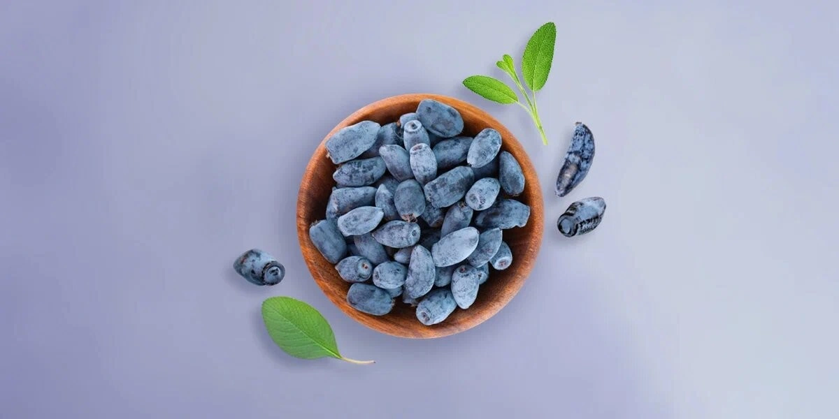 Что такое жимолость и&nbsp;чем она полезна