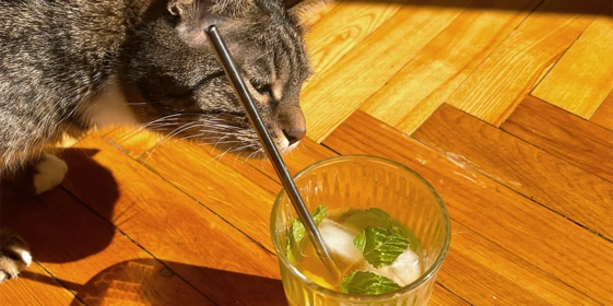 Как наш дизайнер Маша делала комбучу с&nbsp;лимоном, ежевикой и&nbsp;манго