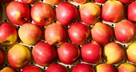 Яблочная матрица. Агроном против&nbsp;мороза, червяка и&nbsp;зайца