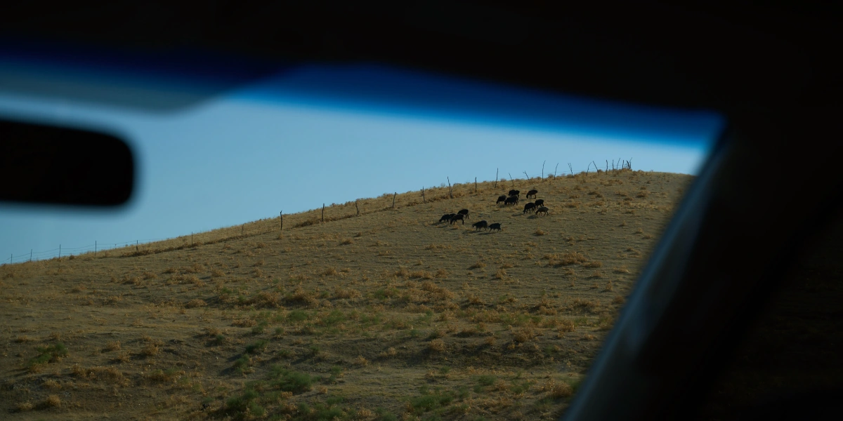 Дорога на&nbsp;Джизак: кто стоит за&nbsp;производством дынь для&nbsp;ВкусВилла