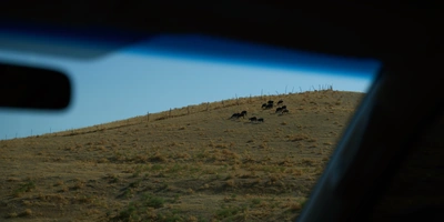 Дорога на&nbsp;Джизак: кто стоит за&nbsp;производством дынь для&nbsp;ВкусВилла