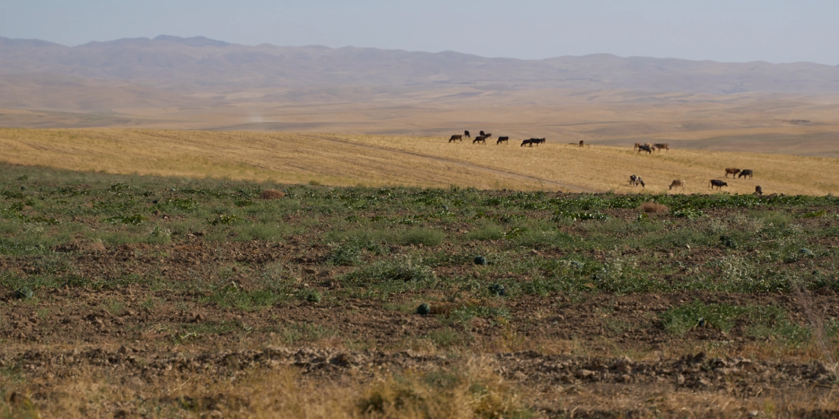 Дорога на&nbsp;Джизак: кто стоит за&nbsp;производством дынь для&nbsp;ВкусВилла