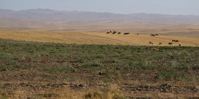 Дорога на&nbsp;Джизак: кто стоит за&nbsp;производством дынь для&nbsp;ВкусВилла