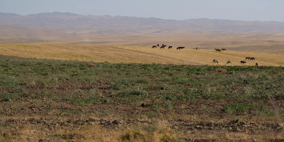 Дорога на&nbsp;Джизак: кто стоит за&nbsp;производством дынь для&nbsp;ВкусВилла