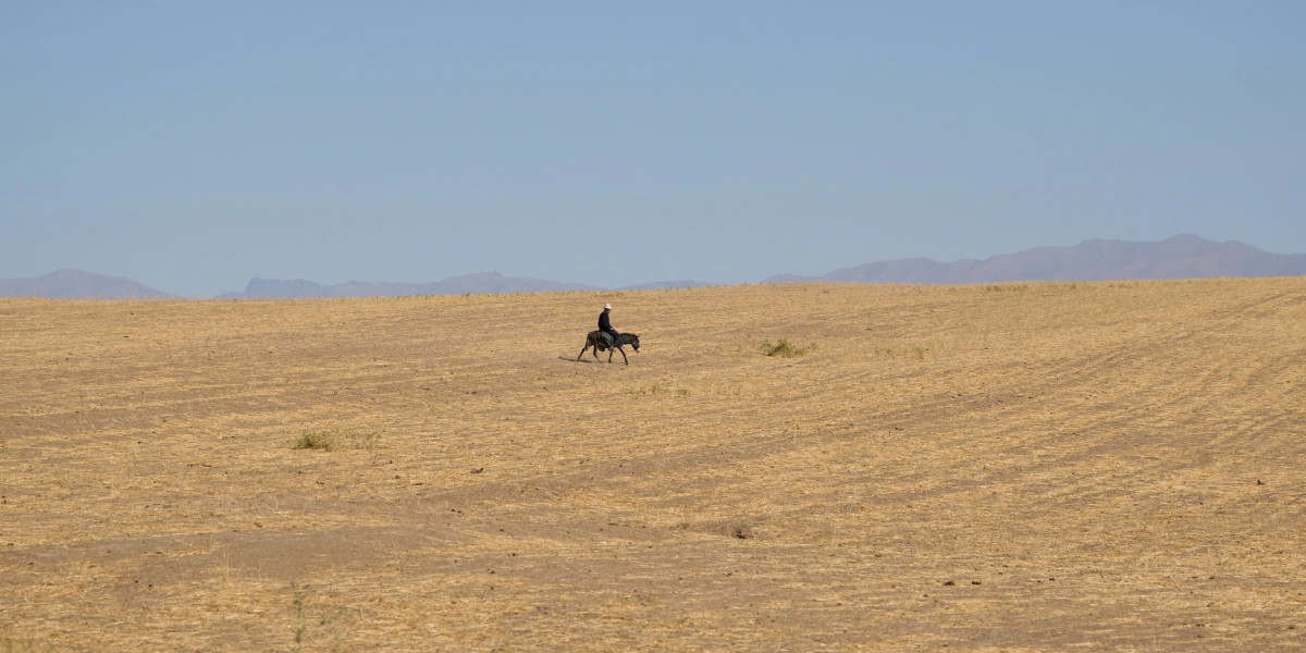 Дорога на&nbsp;Джизак: кто стоит за&nbsp;производством дынь для&nbsp;ВкусВилла