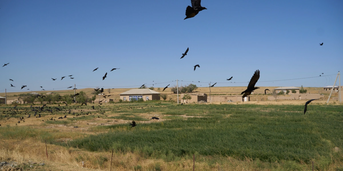 Дорога на&nbsp;Джизак: кто стоит за&nbsp;производством дынь для&nbsp;ВкусВилла
