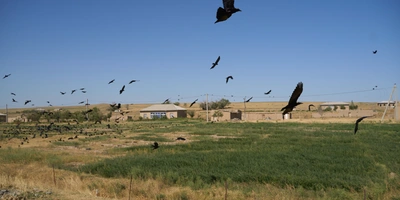 Дорога на&nbsp;Джизак: кто стоит за&nbsp;производством дынь для&nbsp;ВкусВилла