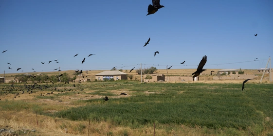 Дорога на&nbsp;Джизак: кто стоит за&nbsp;производством дынь для&nbsp;ВкусВилла