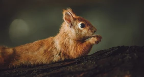 Как правильно кормить зверей и&nbsp;птиц в&nbsp;парках