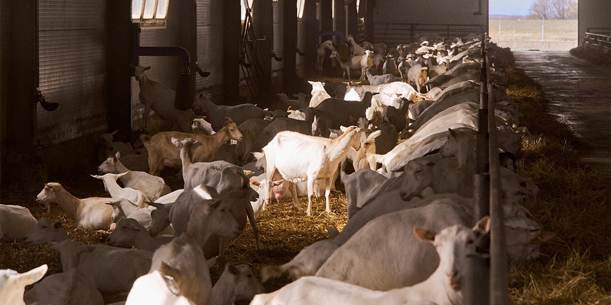 В место тысячи козлов: где и&nbsp;как производят альтернативный адыгейский сыр