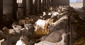 В место тысячи козлов: где и&nbsp;как производят альтернативный адыгейский сыр