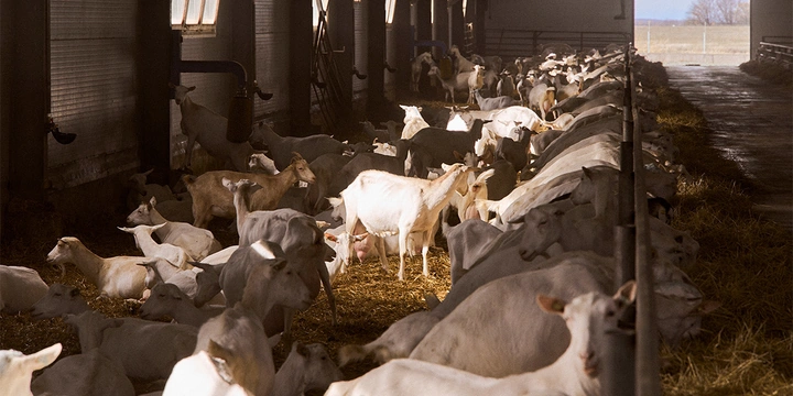 В место тысячи козлов: где и&nbsp;как производят альтернативный адыгейский сыр