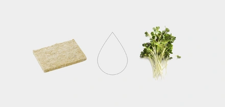 Как вырастить микрозелень дома