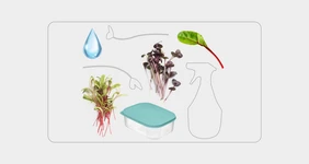 Как вырастить микрозелень дома