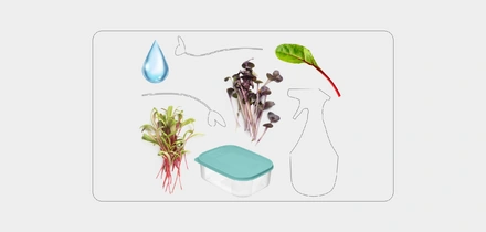 Как вырастить микрозелень дома