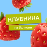 Эксперимент: растим клубнику на&nbsp;балконе