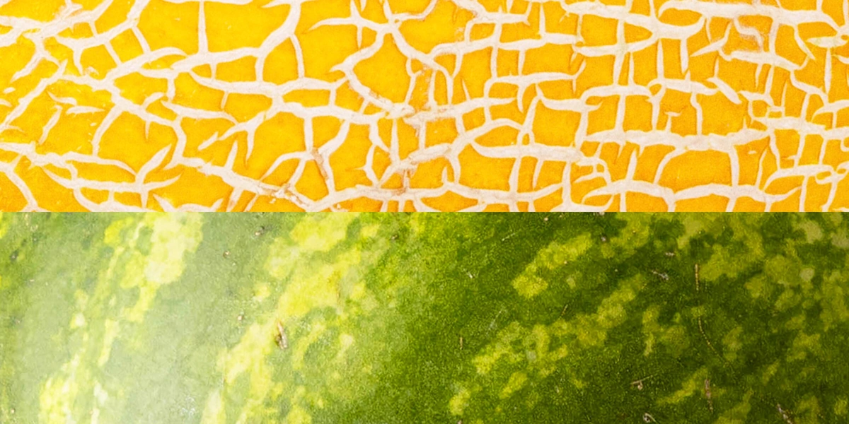 Как выбрать спелый и&nbsp;сладкий арбуз и&nbsp;дыню