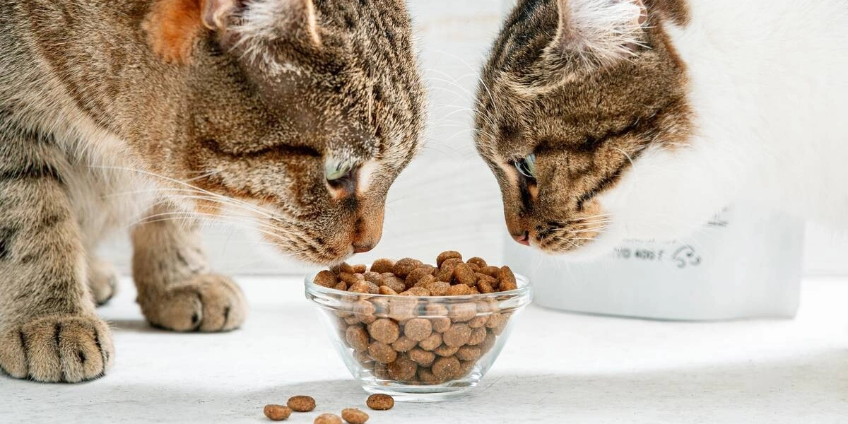 Хвостатое ПП: как правильно кормить питомцев. Говорят ветеринары и&nbsp;хозяева