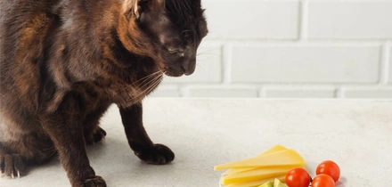 Хвостатое ПП: как правильно кормить питомцев. Говорят ветеринары и&nbsp;хозяева