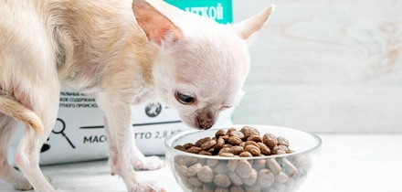 Хвостатое ПП: как правильно кормить питомцев. Говорят ветеринары и&nbsp;хозяева