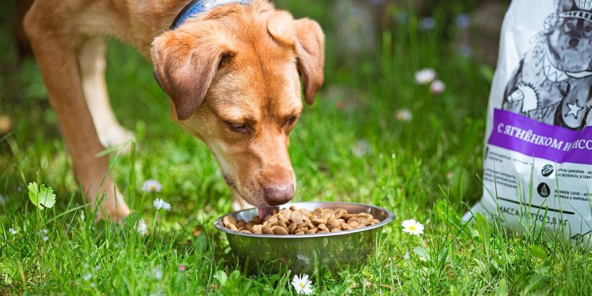 Хвостатое ПП: как правильно кормить питомцев. Говорят ветеринары и&nbsp;хозяева