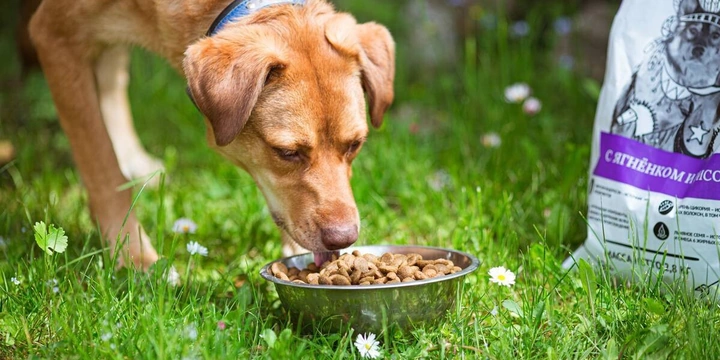 Хвостатое ПП: как правильно кормить питомцев. Говорят ветеринары и&nbsp;хозяева