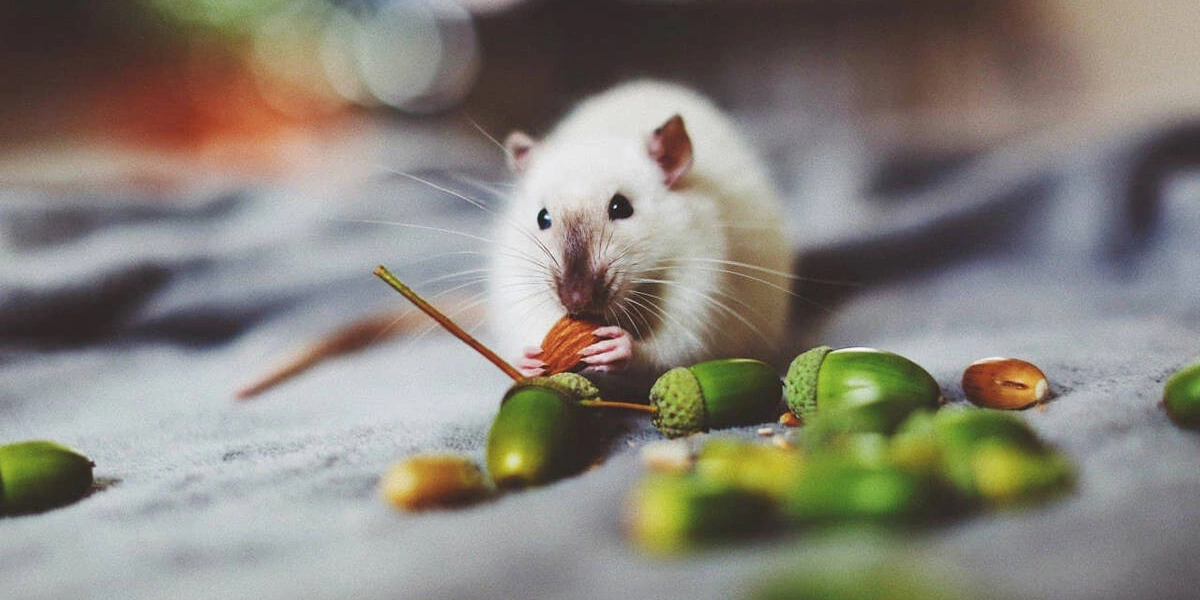 Хвостатое ПП: как правильно кормить питомцев. Говорят ветеринары и&nbsp;хозяева