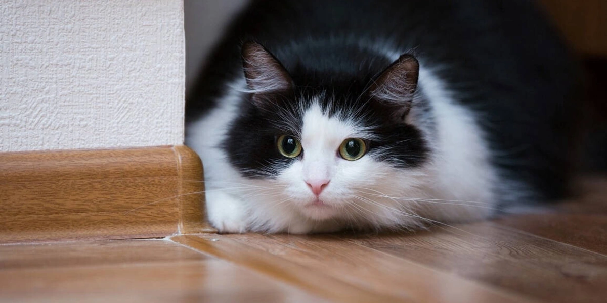 Мифы о&nbsp;домашних животных: говорит зоопсихолог