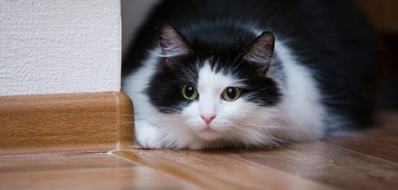 Мифы о&nbsp;домашних животных: говорит зоопсихолог