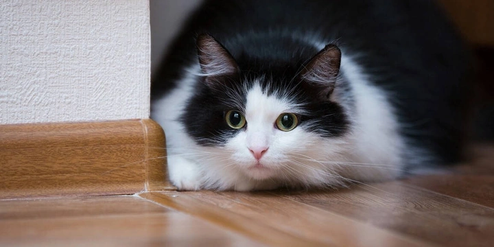 Мифы о&nbsp;домашних животных: говорит зоопсихолог