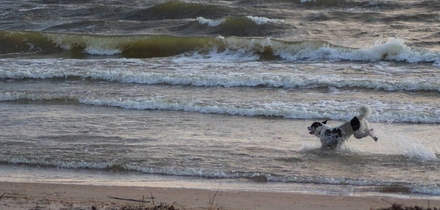 Мифы о&nbsp;домашних животных: говорит зоопсихолог