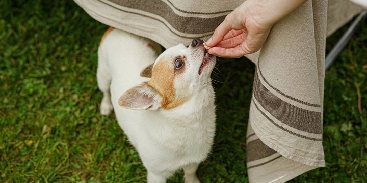 Мифы о&nbsp;домашних животных: говорит зоопсихолог