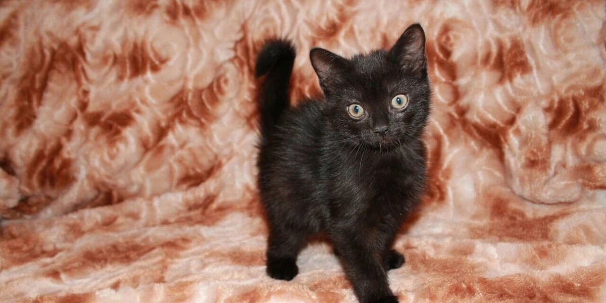 Мифы о&nbsp;домашних животных: говорит зоопсихолог