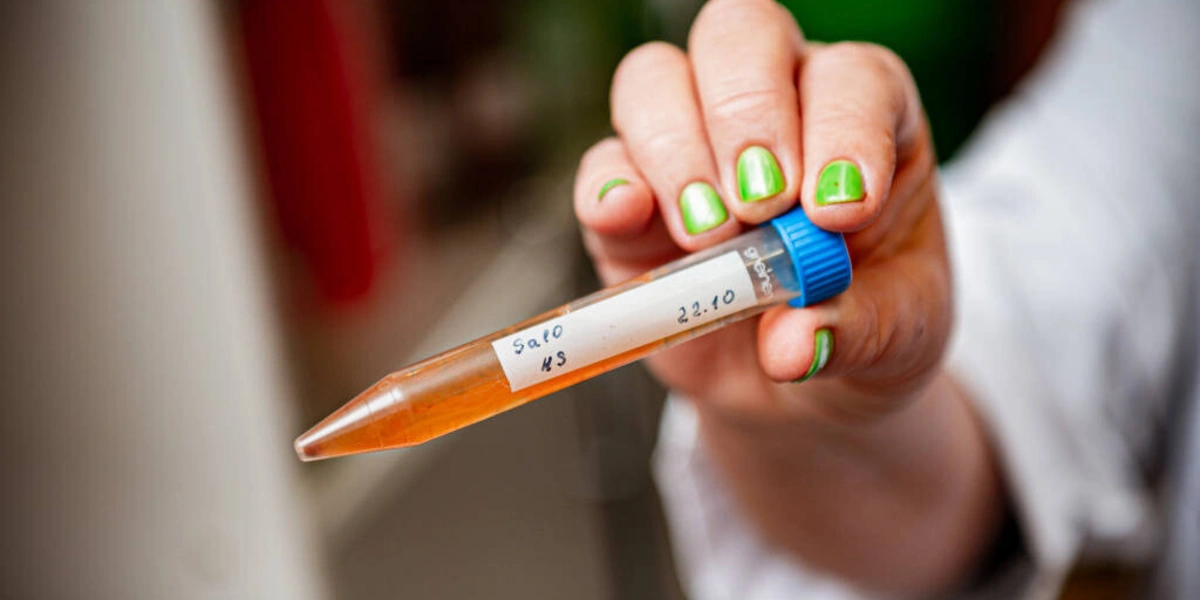 НеобыЧайный гриб