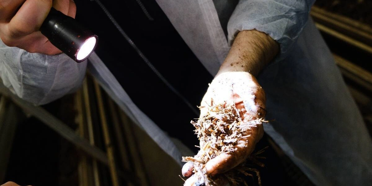 Стадия «Поливы». В&nbsp;камере проверяют, как в&nbsp;компосте прорастает мицелий, хорошо ли он «пьёт» воду