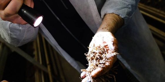 Стадия «Поливы». В&nbsp;камере проверяют, как в&nbsp;компосте прорастает мицелий, хорошо ли он «пьёт» воду