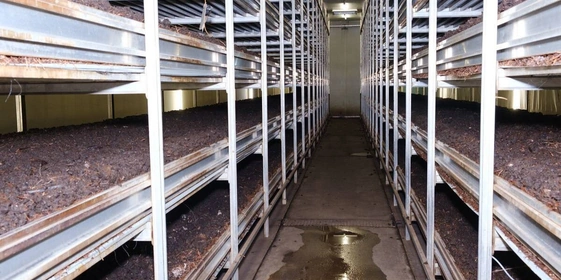 Стадия «Поливы». В&nbsp;камере проверяют, как в&nbsp;компосте прорастает мицелий, хорошо ли он «пьёт» воду