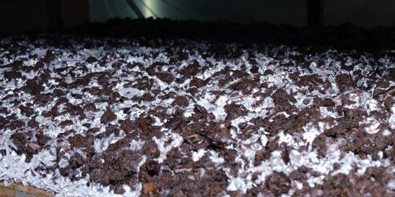 Стадия «Стоп». Поливы прекращаются, в&nbsp;камере имитируется влажное жаркое лето, чтобы создать необходимые условия для&nbsp;прорастания и&nbsp;разрастания мицелия уже в&nbsp;покровном слое. Показатели в&nbsp;камере: +21 градус, 95% влажности воздуха, повышенное содержание углекислого газа. «Лето» у шампиньона короткое — всего три дня