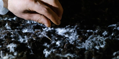 Стадия «Стоп». Поливы прекращаются, в&nbsp;камере имитируется влажное жаркое лето, чтобы создать необходимые условия для&nbsp;прорастания и&nbsp;разрастания мицелия уже в&nbsp;покровном слое. Показатели в&nbsp;камере: +21 градус, 95% влажности воздуха, повышенное содержание углекислого газа. «Лето» у шампиньона короткое — всего три дня