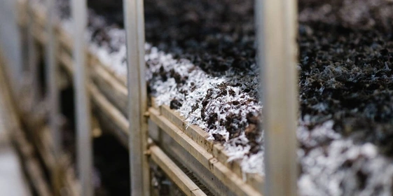 Стадия «Шок» — главная для&nbsp;технолога. В&nbsp;камере имитируют наступление осени: охлаждают воздух до&nbsp;+16,5 градусов, вентилируют помещение. «Невыносимые» условия побуждают мицелий к&nbsp;размножению: он переходит из&nbsp;вегетативного в&nbsp;генеративное состояние — начинается плодообразование. Охлаждают камеру пять-шесть суток из&nbsp;расчёта, сколько суток длится стадия, столько поколений грибов вырастет в&nbsp;камере