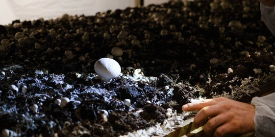 За сутки гриб увеличивается в&nbsp;размерах в&nbsp;два раза, а первые шампиньоны технологи называют «выскочками». В&nbsp;камерах выращивания на&nbsp;стеллажах грибы растут неравномерно, и&nbsp;если завязей недостаточно, то принимается решение прогнать «осень» ещё раз. Шампиньонам устраивают температурную турбодискотеку — за&nbsp;два дня делают всё, что проводили за&nbsp;предыдущие шесть