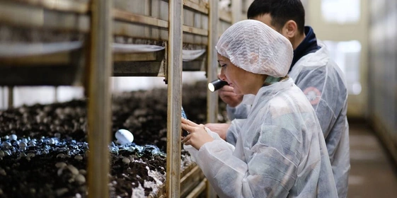 За сутки гриб увеличивается в&nbsp;размерах в&nbsp;два раза, а первые шампиньоны технологи называют «выскочками». В&nbsp;камерах выращивания на&nbsp;стеллажах грибы растут неравномерно, и&nbsp;если завязей недостаточно, то принимается решение прогнать «осень» ещё раз. Шампиньонам устраивают температурную турбодискотеку — за&nbsp;два дня делают всё, что проводили за&nbsp;предыдущие шесть