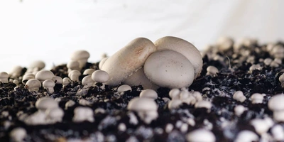 За сутки гриб увеличивается в&nbsp;размерах в&nbsp;два раза, а первые шампиньоны технологи называют «выскочками». В&nbsp;камерах выращивания на&nbsp;стеллажах грибы растут неравномерно, и&nbsp;если завязей недостаточно, то принимается решение прогнать «осень» ещё раз. Шампиньонам устраивают температурную турбодискотеку — за&nbsp;два дня делают всё, что проводили за&nbsp;предыдущие шесть