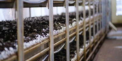 За сутки гриб увеличивается в&nbsp;размерах в&nbsp;два раза, а первые шампиньоны технологи называют «выскочками». В&nbsp;камерах выращивания на&nbsp;стеллажах грибы растут неравномерно, и&nbsp;если завязей недостаточно, то принимается решение прогнать «осень» ещё раз. Шампиньонам устраивают температурную турбодискотеку — за&nbsp;два дня делают всё, что проводили за&nbsp;предыдущие шесть