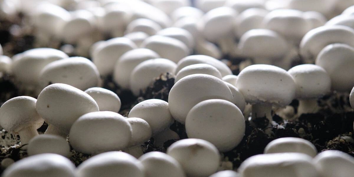 Цвет шампиньона зависит от&nbsp;сорта, а размер — от&nbsp;технологии выращивания. Коричневые называют «королевскими» — это селективный вид, по&nbsp;вкусу максимально напоминающий лесные грибы. Стоимость «королевских» шампиньонов выше&nbsp;белых, что связано с&nbsp;более высокой ценой на&nbsp;мицелий и&nbsp;особым уходом в&nbsp;процессе выращивания