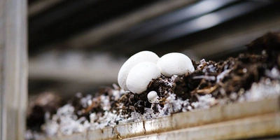 Цвет шампиньона зависит от&nbsp;сорта, а размер — от&nbsp;технологии выращивания. Коричневые называют «королевскими» — это селективный вид, по&nbsp;вкусу максимально напоминающий лесные грибы. Стоимость «королевских» шампиньонов выше&nbsp;белых, что связано с&nbsp;более высокой ценой на&nbsp;мицелий и&nbsp;особым уходом в&nbsp;процессе выращивания