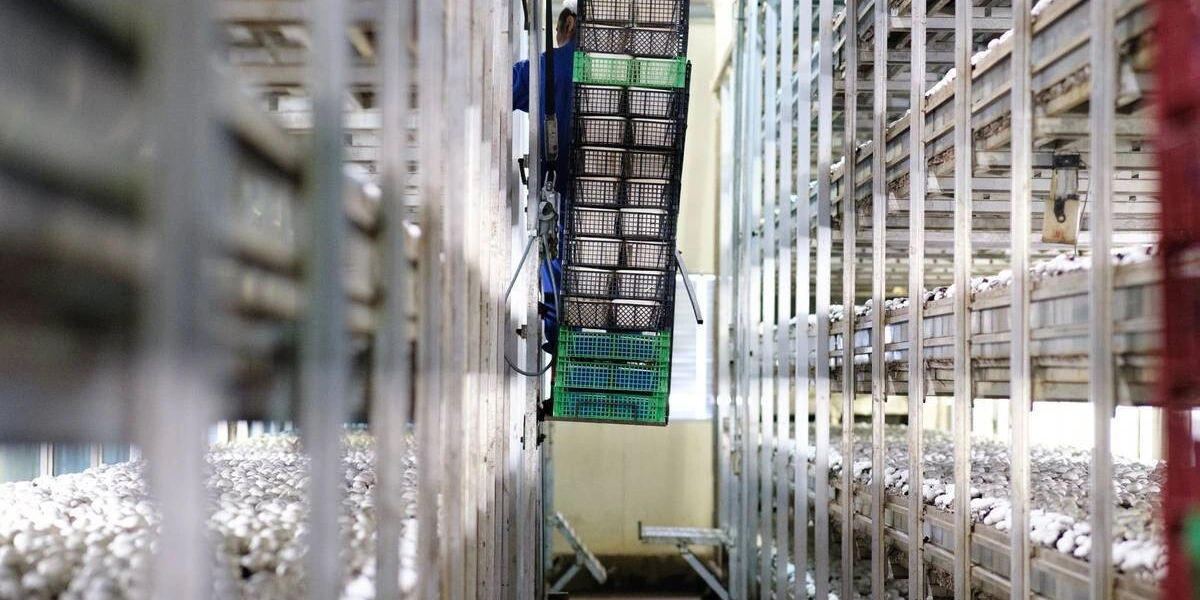 Стадия «Сбор урожая». Грибы необходимо правильно сорвать и&nbsp;отсортировать по&nbsp;размеру и&nbsp;качеству