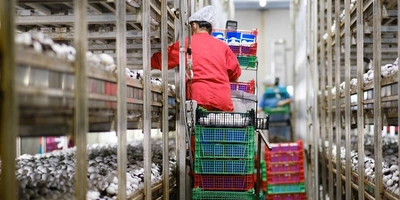 Стадия «Сбор урожая». Грибы необходимо правильно сорвать и&nbsp;отсортировать по&nbsp;размеру и&nbsp;качеству