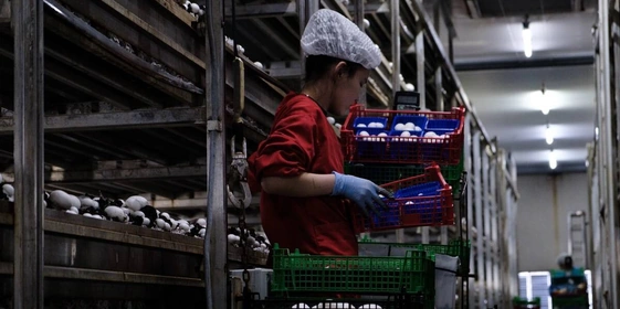 Стадия «Сбор урожая». Грибы необходимо правильно сорвать и&nbsp;отсортировать по&nbsp;размеру и&nbsp;качеству